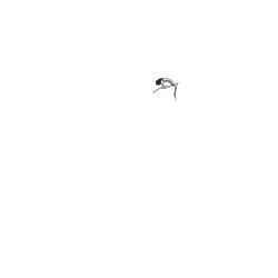 Cintre en U réglable, position assise droite (hollandaise).