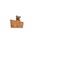 Panier chien arrière  Pasja 50cm avec coussin SENNA (sans grille)