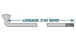 Rayon + tête de rayon