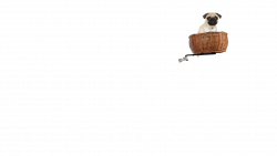 panier-chien-velo-avant-pluto