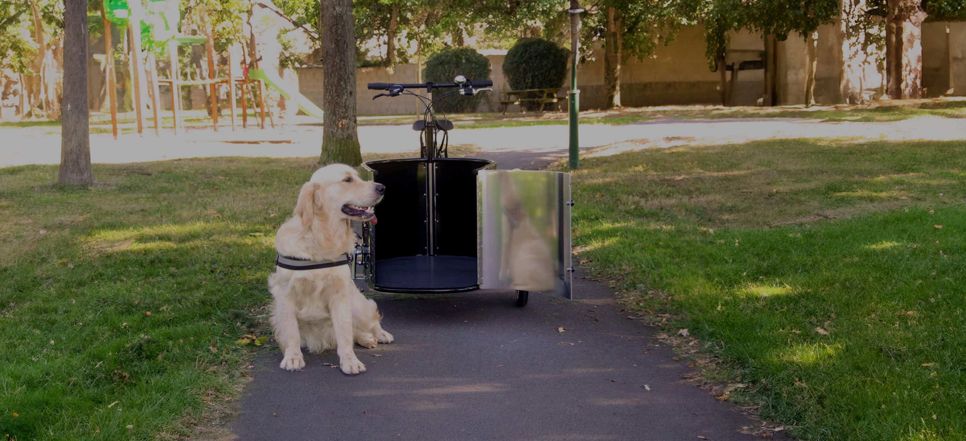 Pour balader votre chien